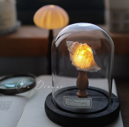 ✨New arrival alert!⏳Sea urchin Conch lamp🐚Christmas gifts 🌲